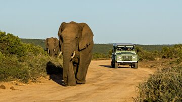 Słonie w parku narodowym/zdjęcie poglądowe