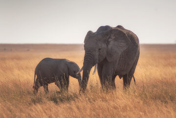 Słonie, zdjęcie ilustracyjne