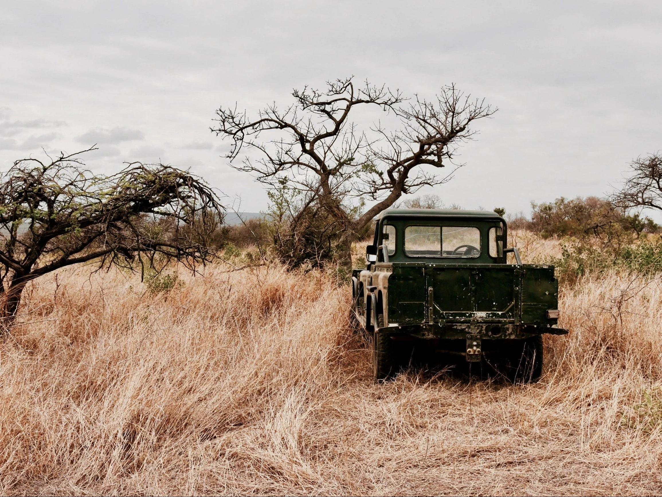 Safari w Afryce/zdjęcie poglądowe