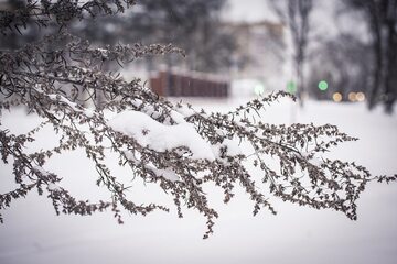 Śnieg na krzewie