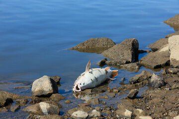 Śnięta ryba, zdjęcie ilustracyjne