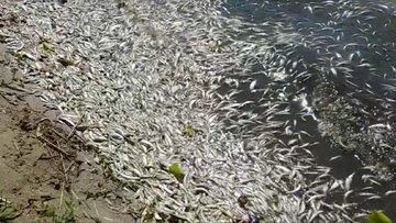 Śnięte ryby na jeziorze Łaśmiady