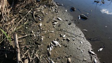 Śnięte ryby w Odrze w Kostrzynie nad Odrą