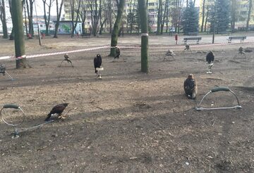 Sokoły w parku w Radomsku