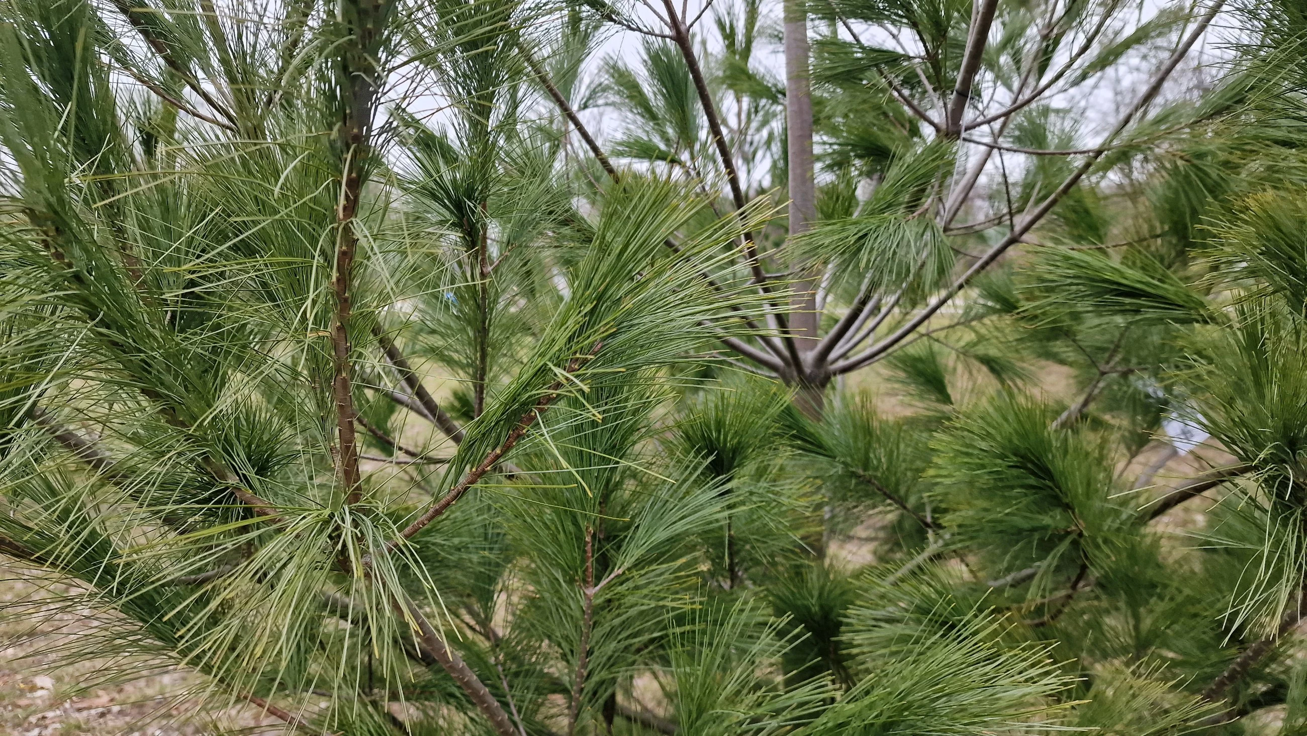 Sosna wejmutka (Pinus strobus)