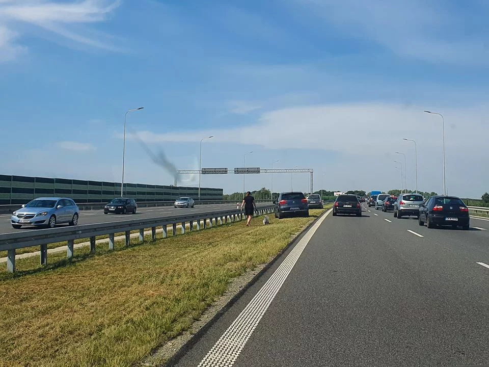 Pani wyprowadziła psa na autostradzie