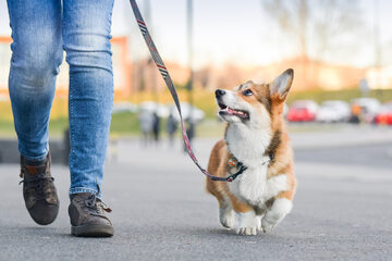 Spacer z psem, zdjęcie ilustracyjne