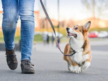 Spacer z psem, zdjęcie ilustracyjne