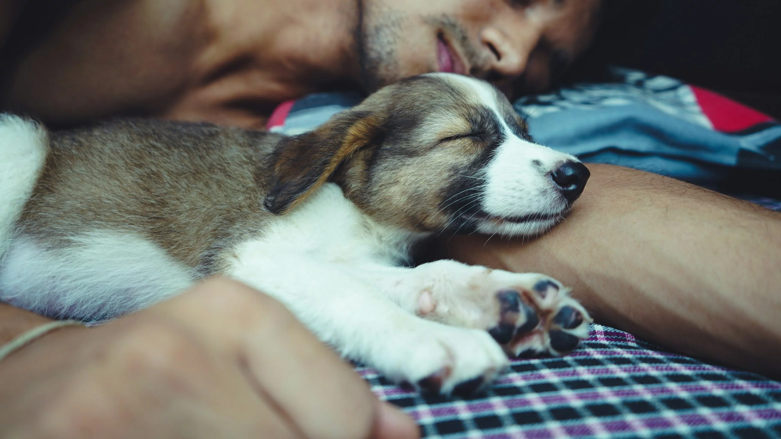 Spanie ze zwierzakiem może szkodzić? Eksperci obalają mity