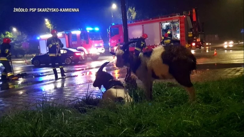 koza wypadek
