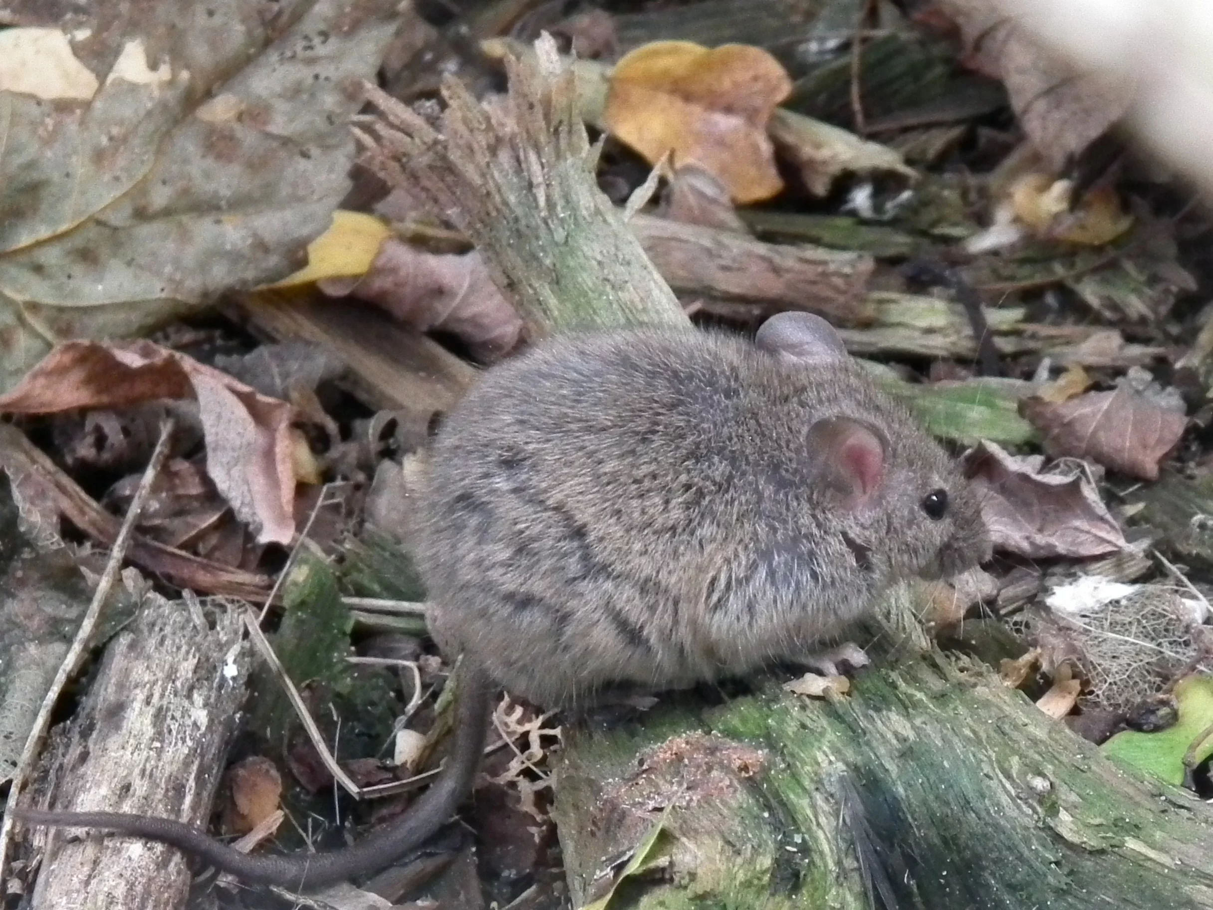 Mysz domowa