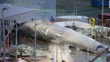 Stacja wielorybnicza w Hvalfjordur. Aktywiści Sea Shepard nie mają wątpliwości: to płetwał błękitny