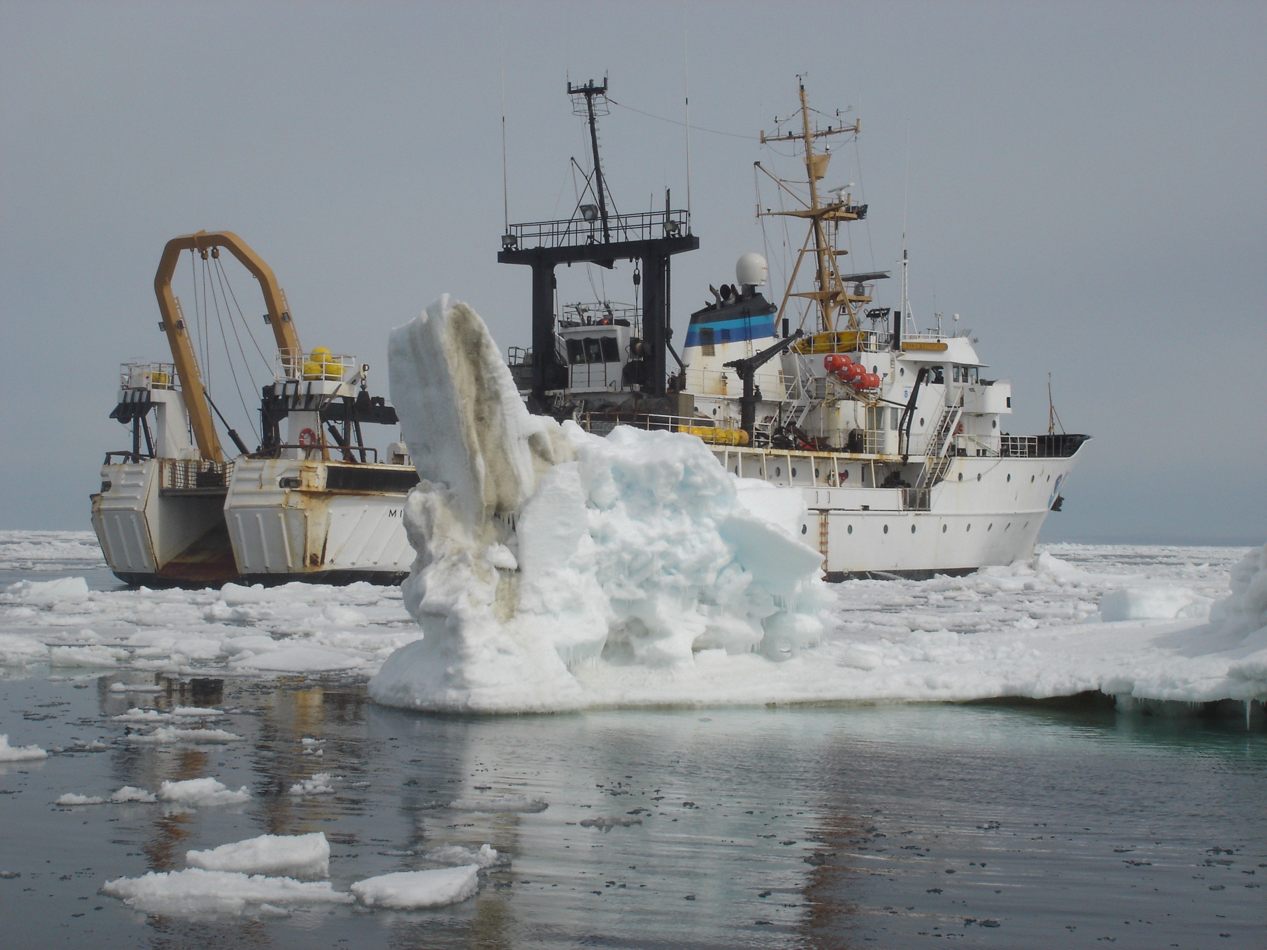 Scientists sound the alarm. Billions of crabs have died in the Bering Sea – Wprost