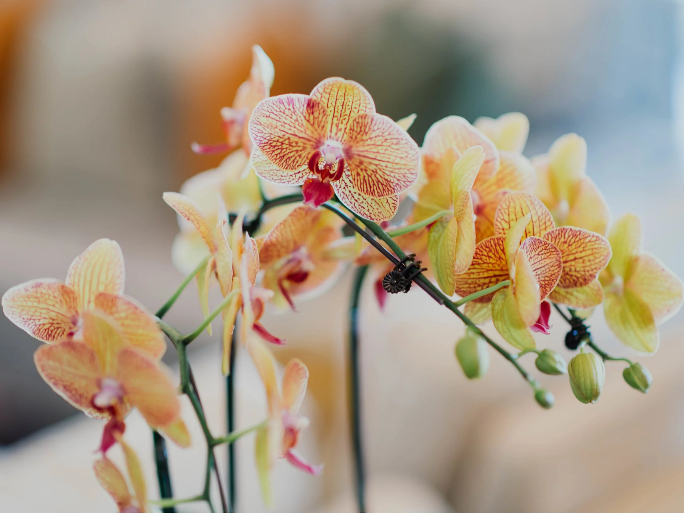 Zimą storczyk nie umiera od razu. Najpierw przestaje rosnąć – zobacz, co zrobić, zanim będzie za późno