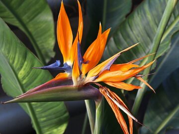 Strelicja – jej angielska nazwa brzmi „paradise bird flower”, czyli kwiat rajskiego ptaka