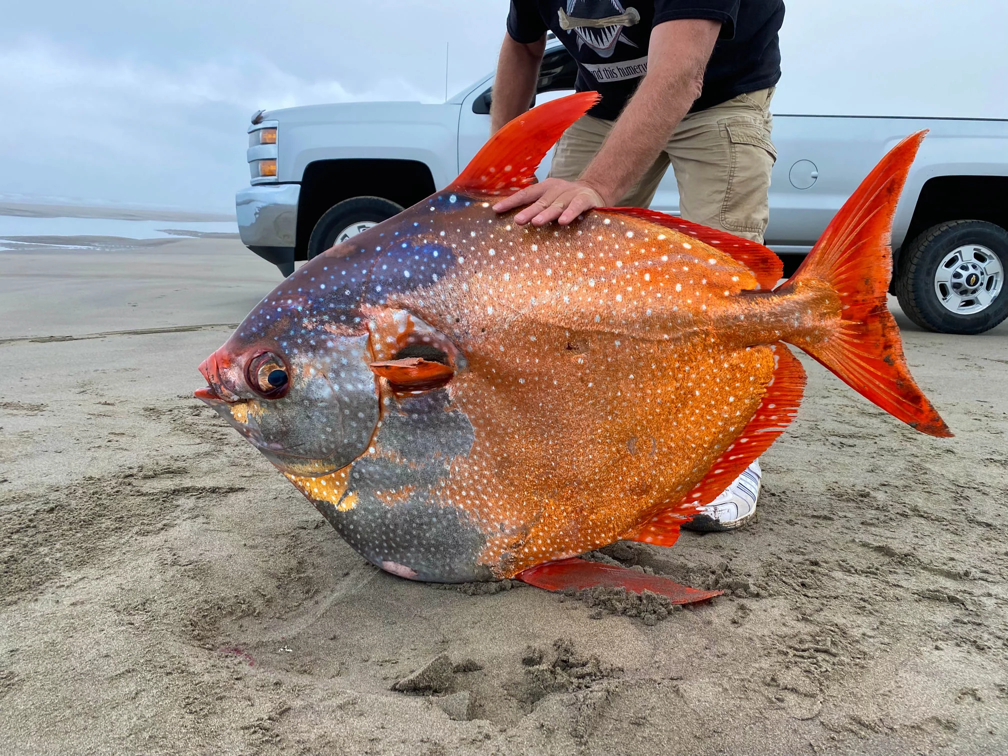 Olbrzymi strojnik znaleziony na plaży w stanie Oregon