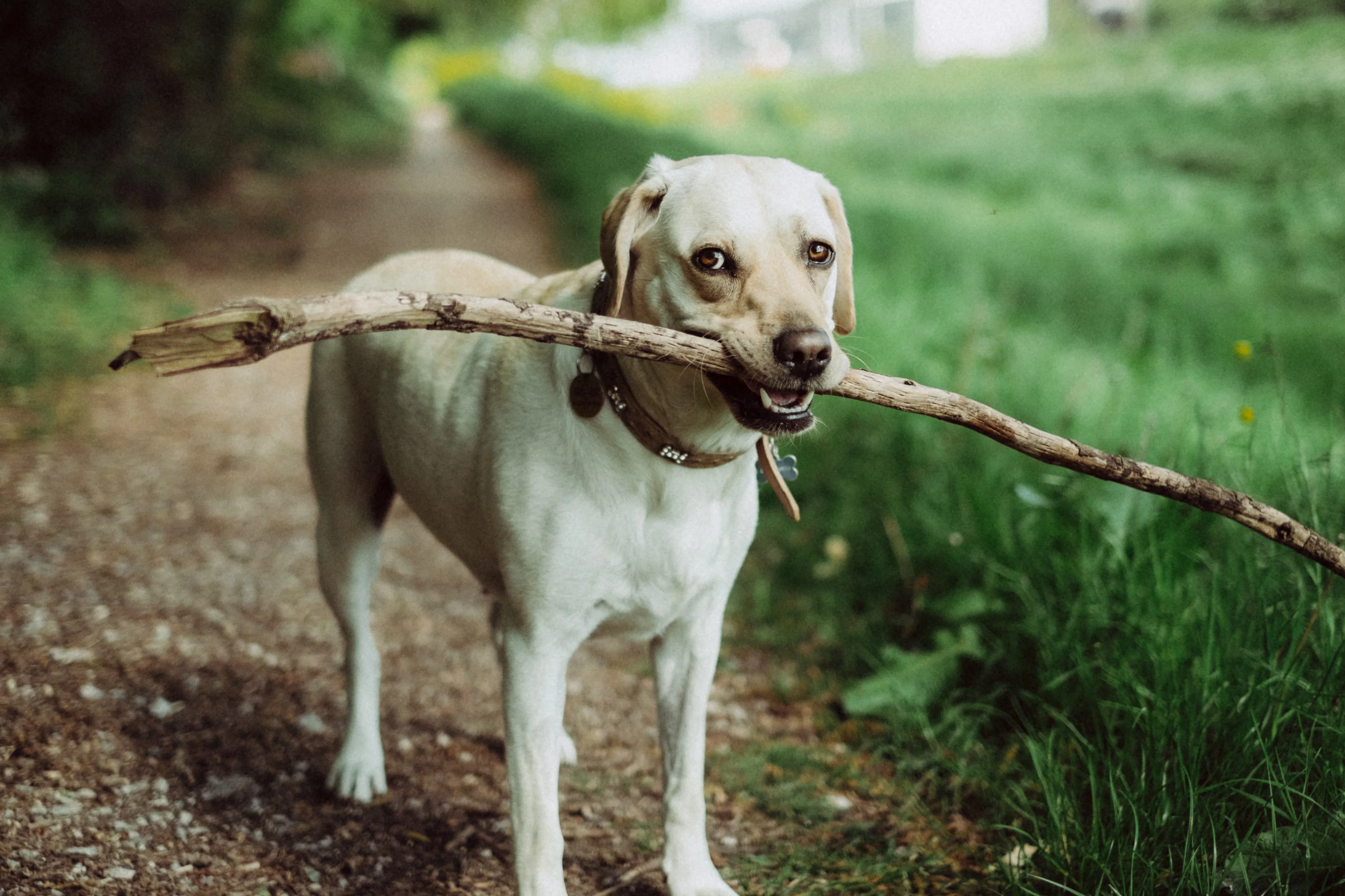 Labrador, zdjęcie ilustracyjne