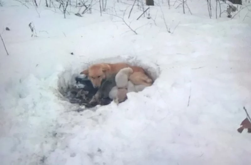 Snowbelle i jej szczeniaki w śniegu