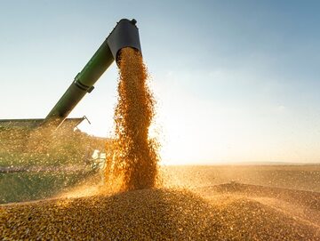 Świat czeka ograniczona dostępność zbóż