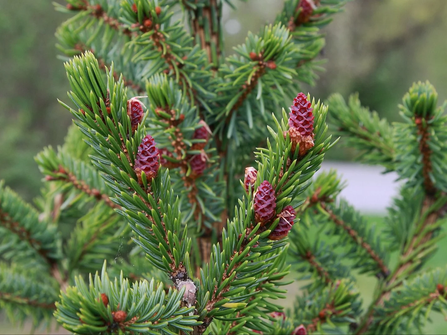 Świerk serbski tworzy gęsty, elegancki żywopłot, który rośnie zdrowo nawet tam, gdzie tuje zawodzą