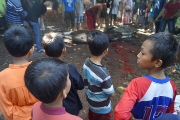 Święto Ofiarowania. Krwawa ceremonia w Indonezji