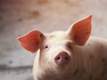 Świnia jest „optymalnym modelem, jeśli chodzi o przeszczepienia narządów”