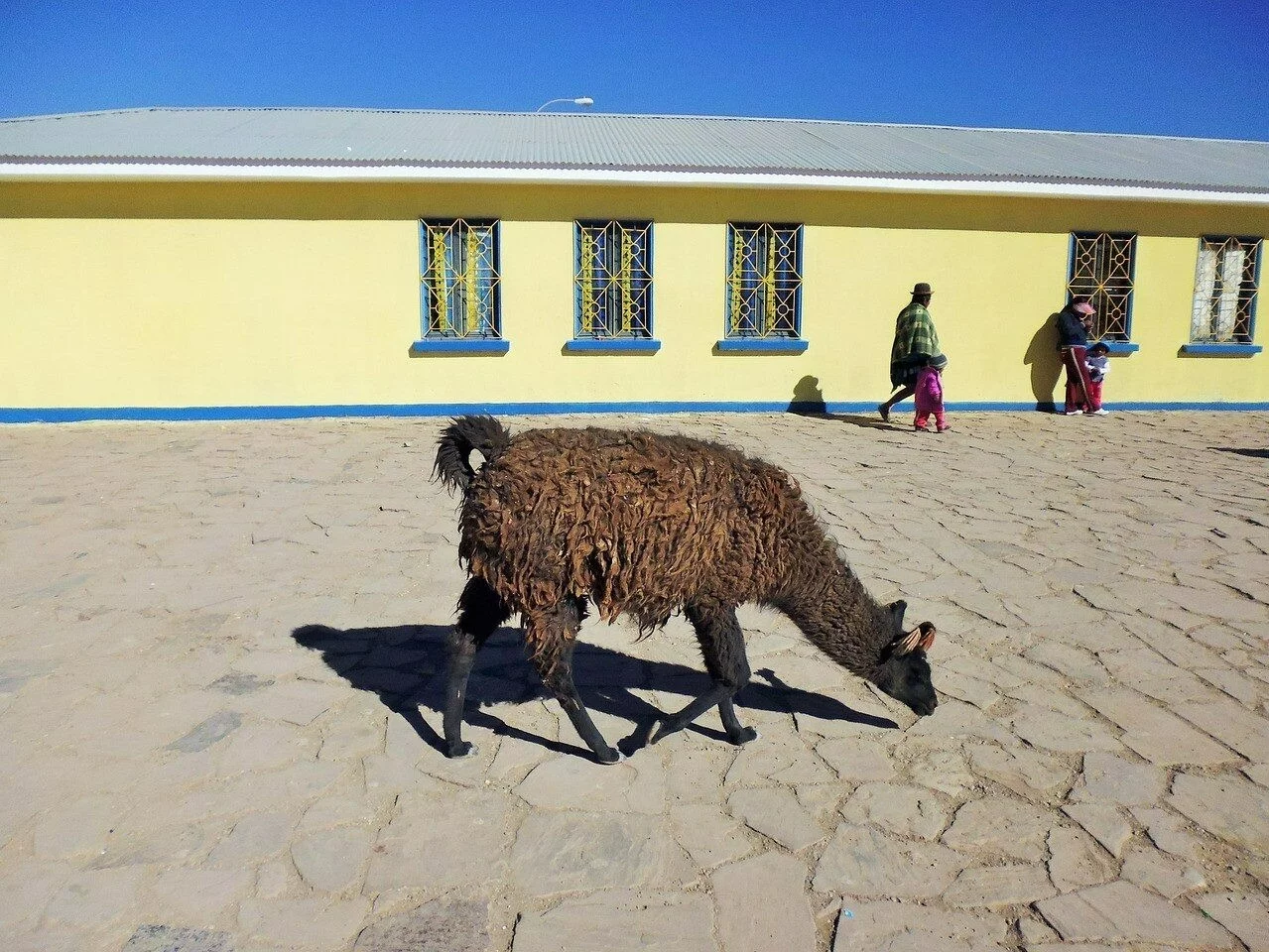 lama w Boliwii
