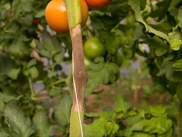 Szara pleśń pomidora (Botrytis cinerea)