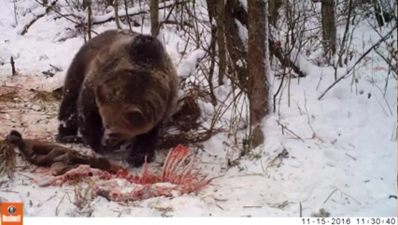 Drapieżniki dojadały szczątki w lesie. Wszystko nagrała fotopułapka