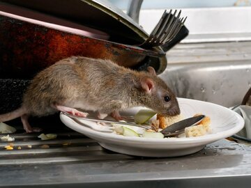 Szczur w kuchni