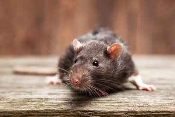 Szczur. Zdjęcie ilustracyjne
