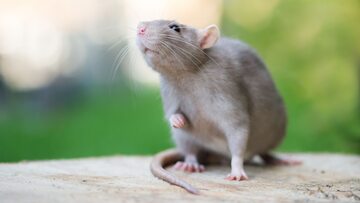 Szczur, zdjęcie ilustracyjne