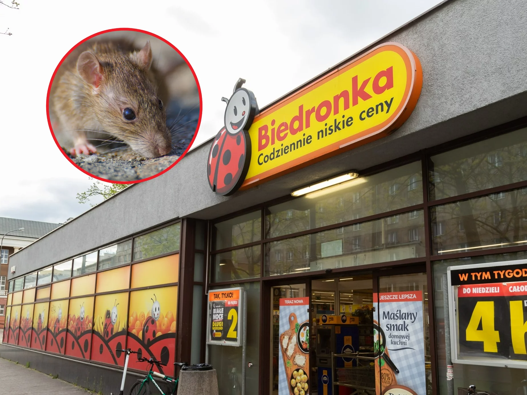 Szczury na zapleczu popularnego sklepu? Klient ujawnia niepokojące sceny