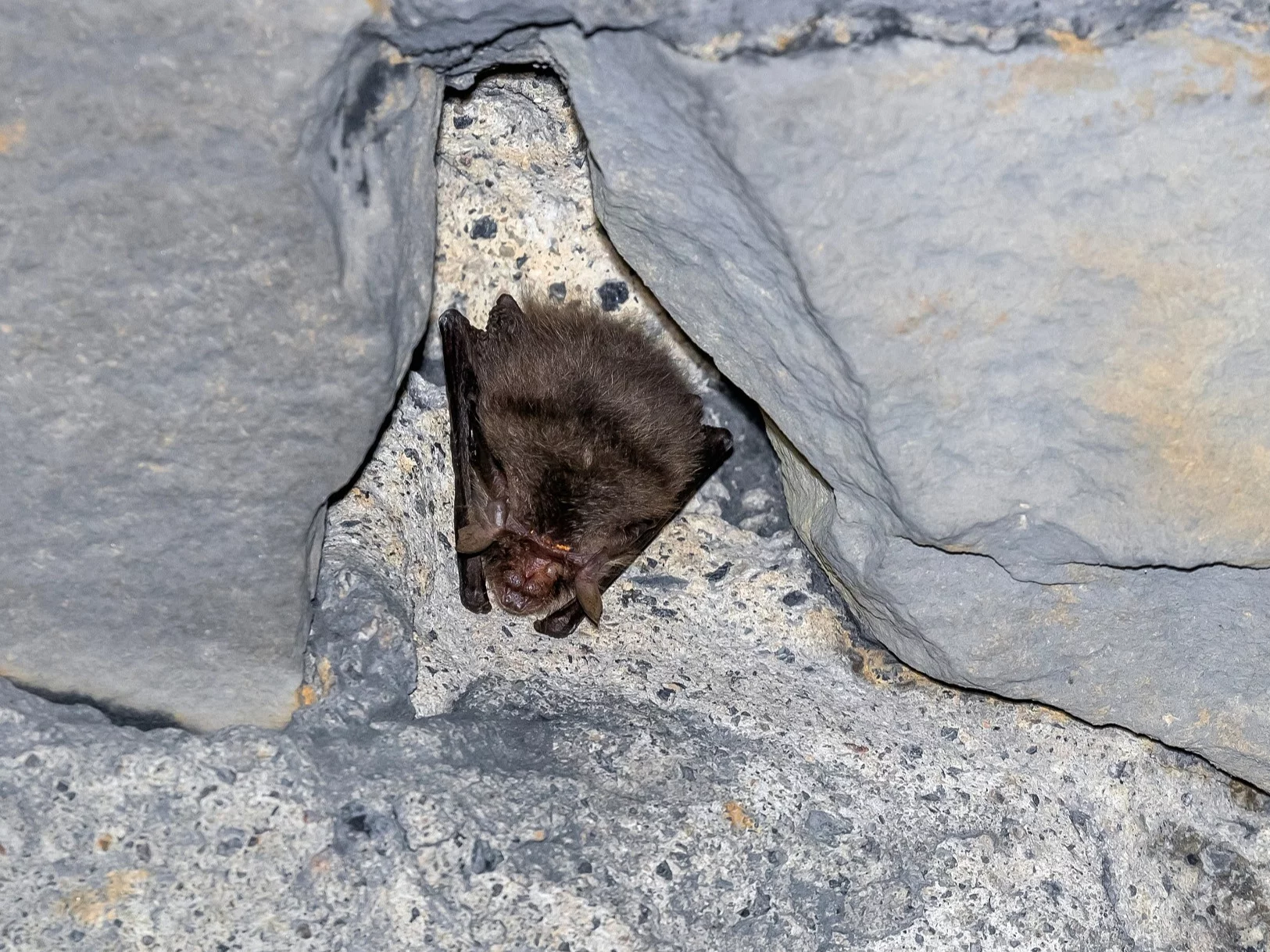 Te zwierzęta polują na nietoperze. Zaskakujące odkrycie naukowców