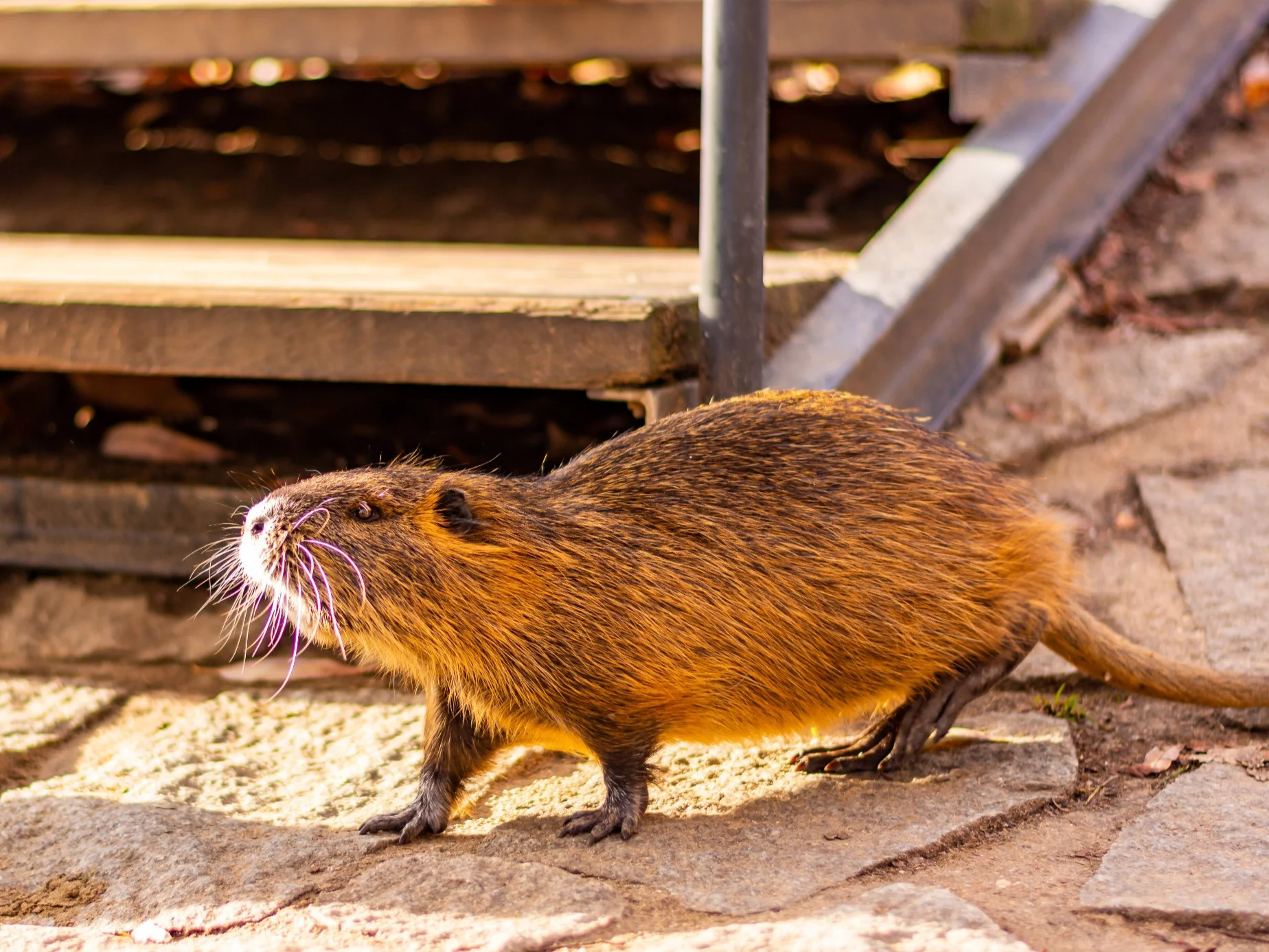 Szczury w mieszkaniach i na balkonach. Mieszkańcy polskich miast mają dość