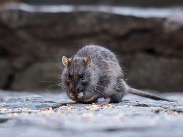 Szczury w Norym Jorku