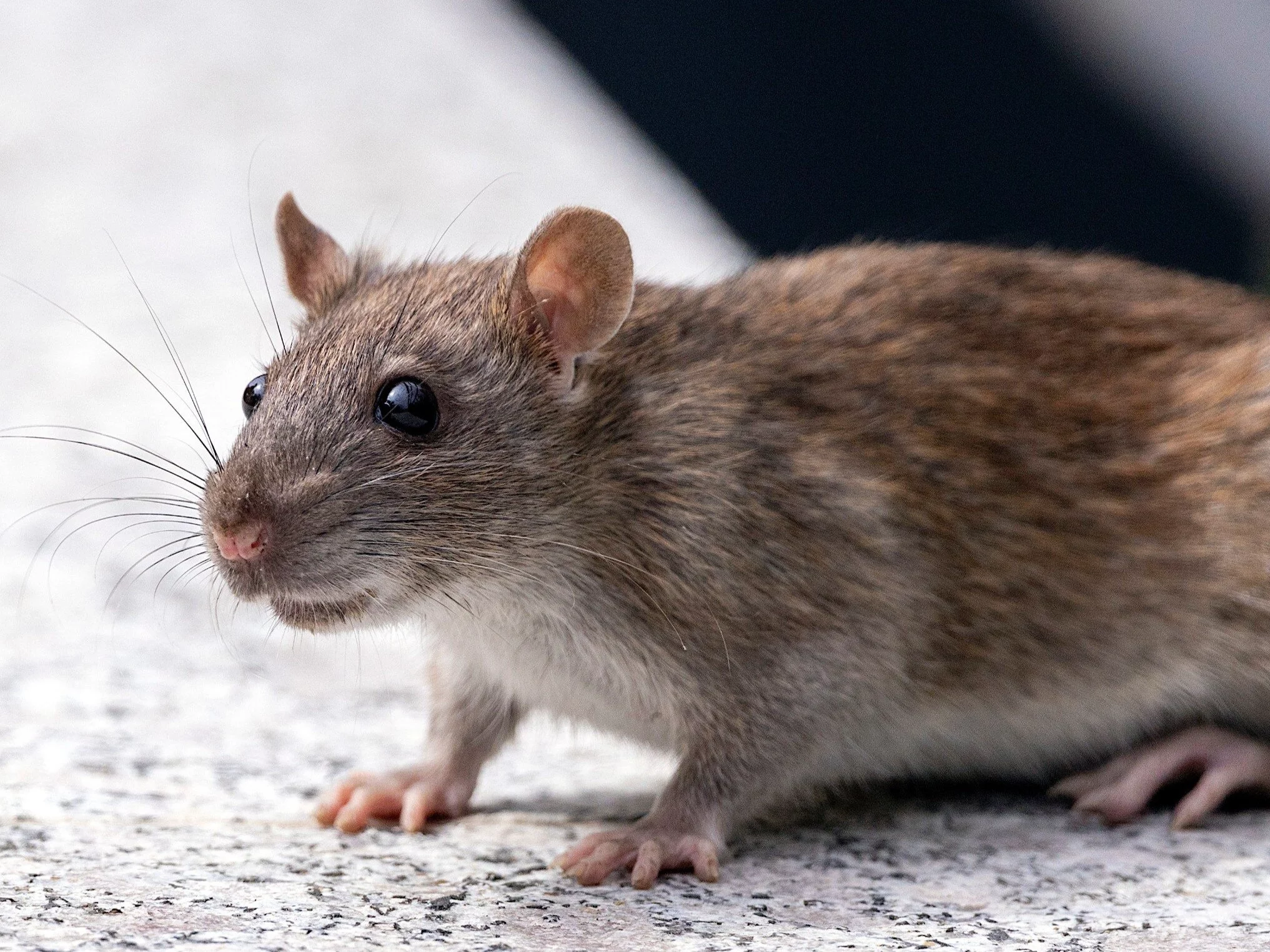 Szczury w żywności dla potrzebujących. Skandal we Wrocławiu