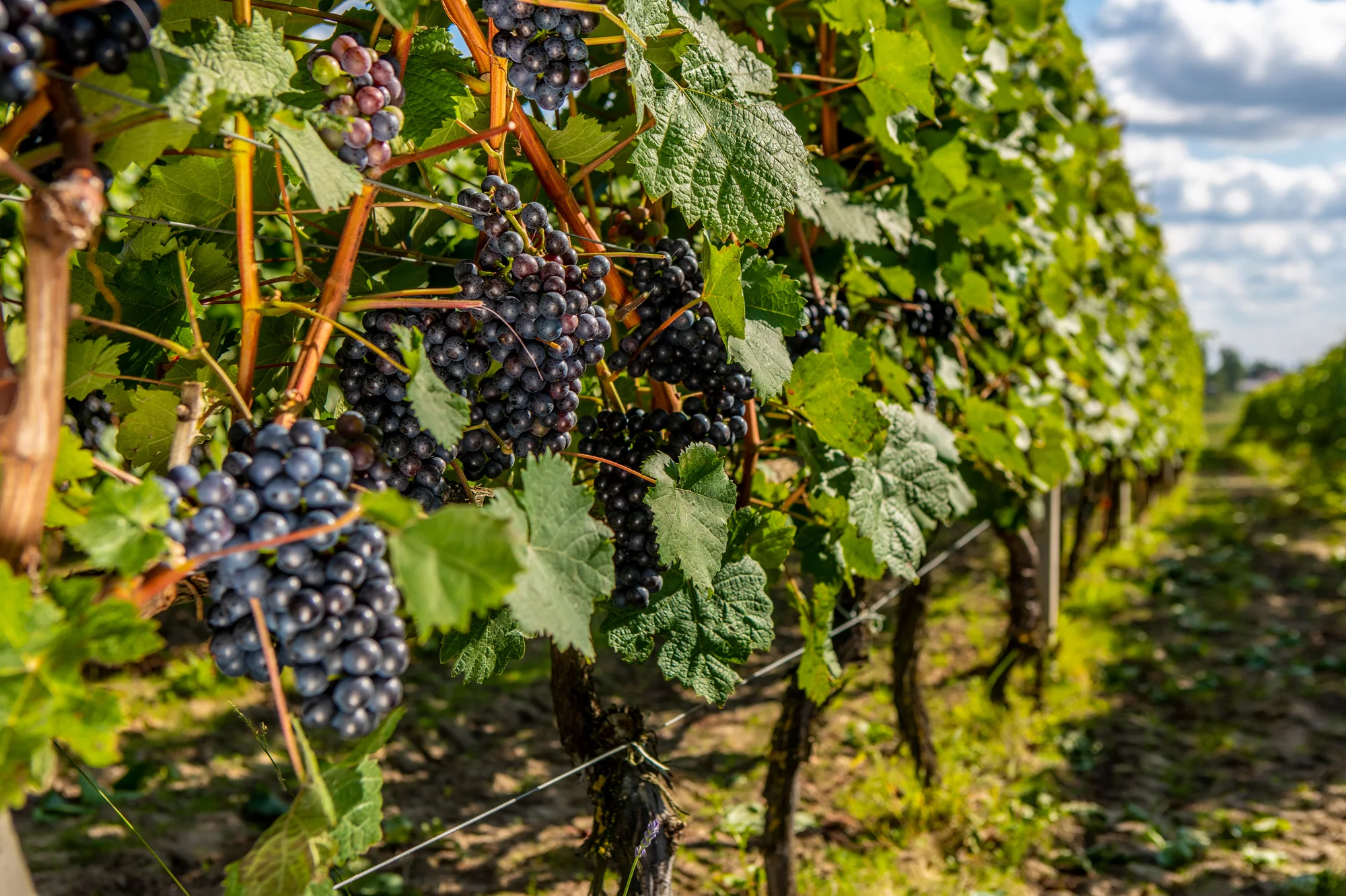 Szlakiem roztoczańskich winnic czyli enoturystyka po polsku