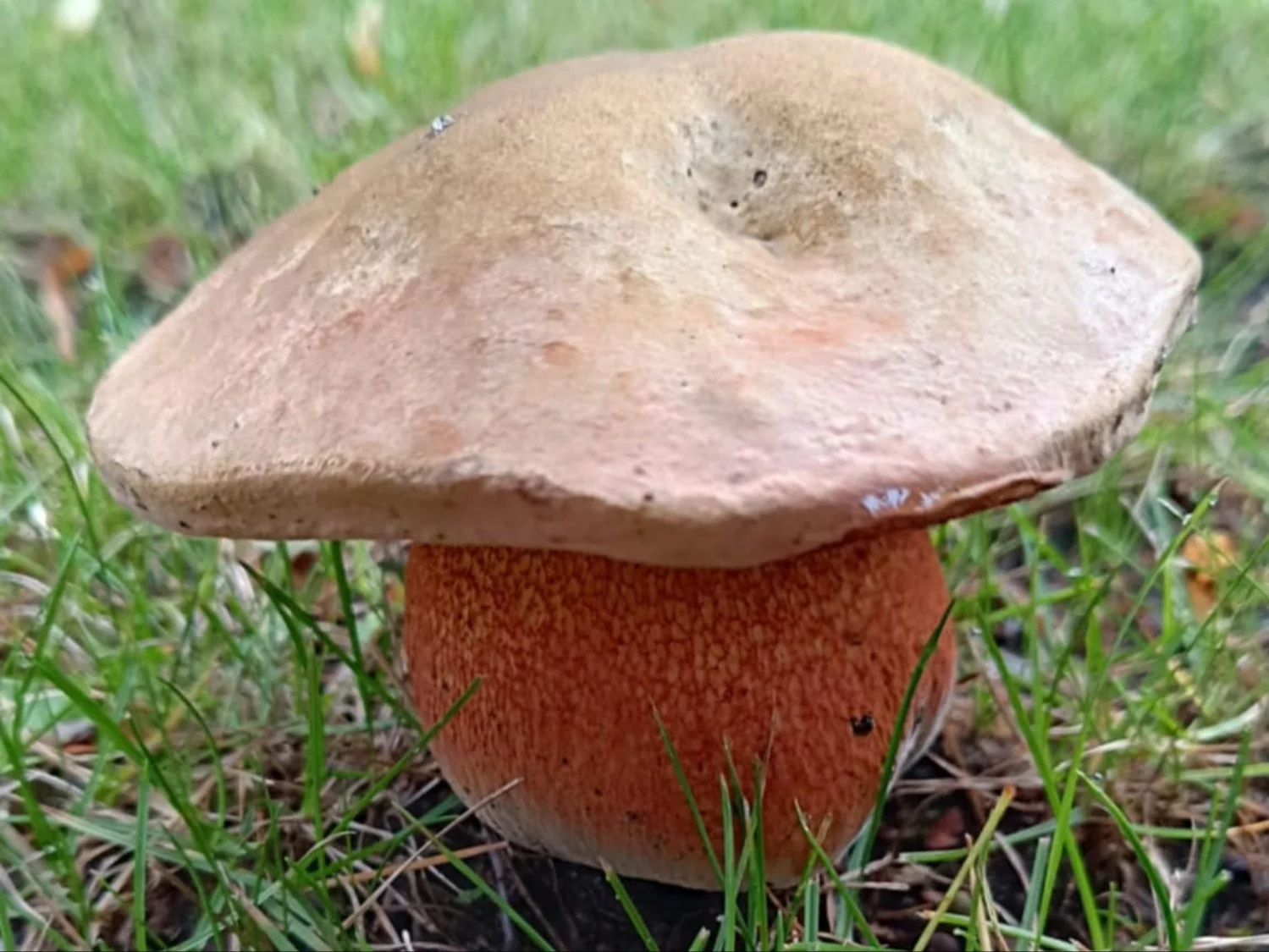 Borowik ceglastopory