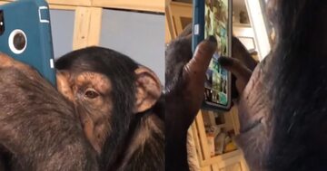 Szympans korzysta z Instagrama