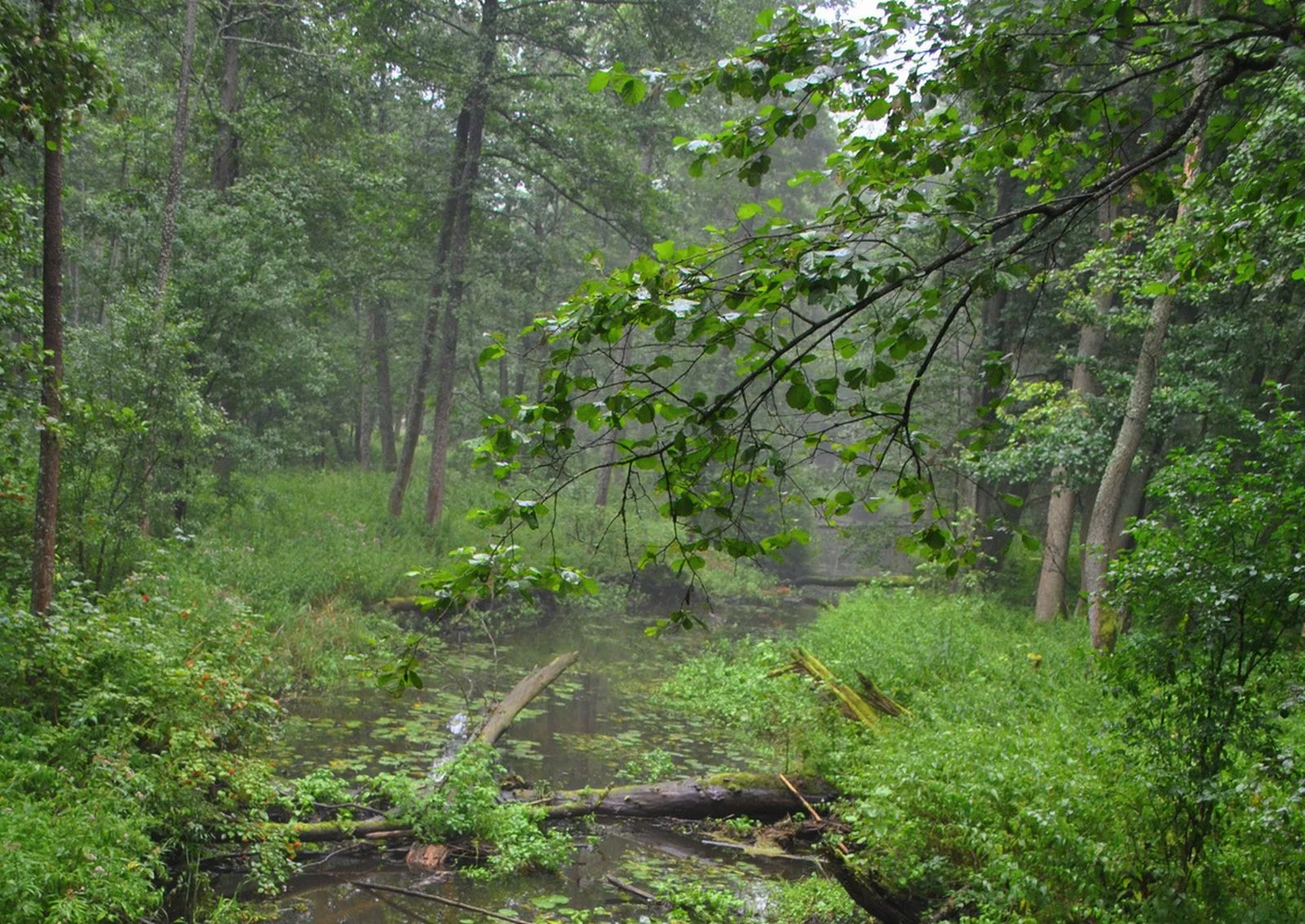 Puszcza Białowieska