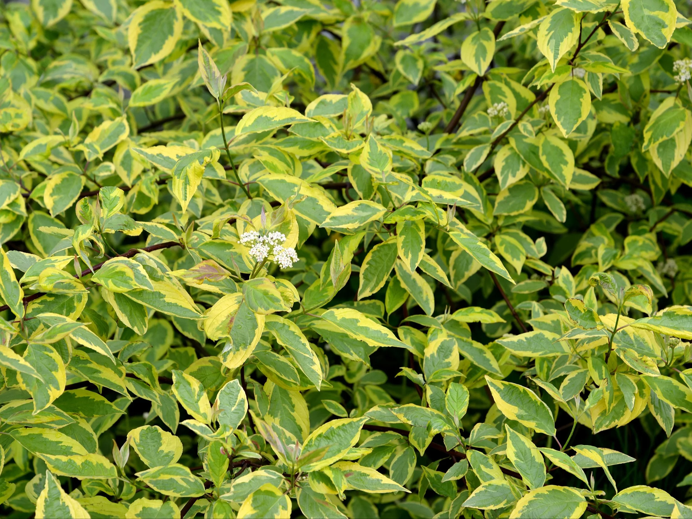 Dereń biały Cornus alba