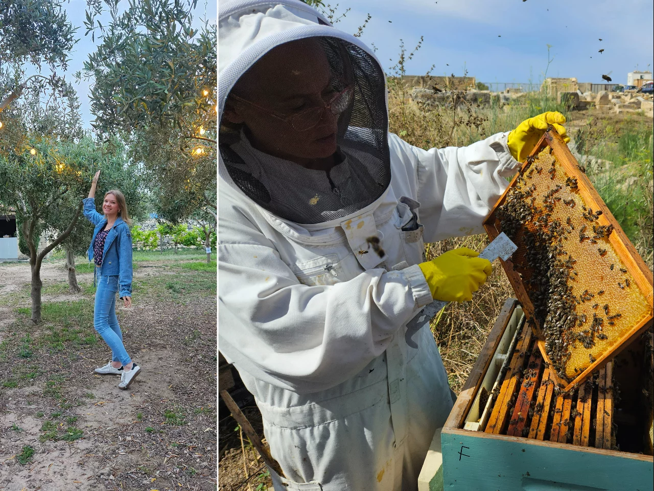 Po lewej gaj oliwkowy Ta'Xmun Olive Grove, po prawej pszczelarka Denise na Malcie