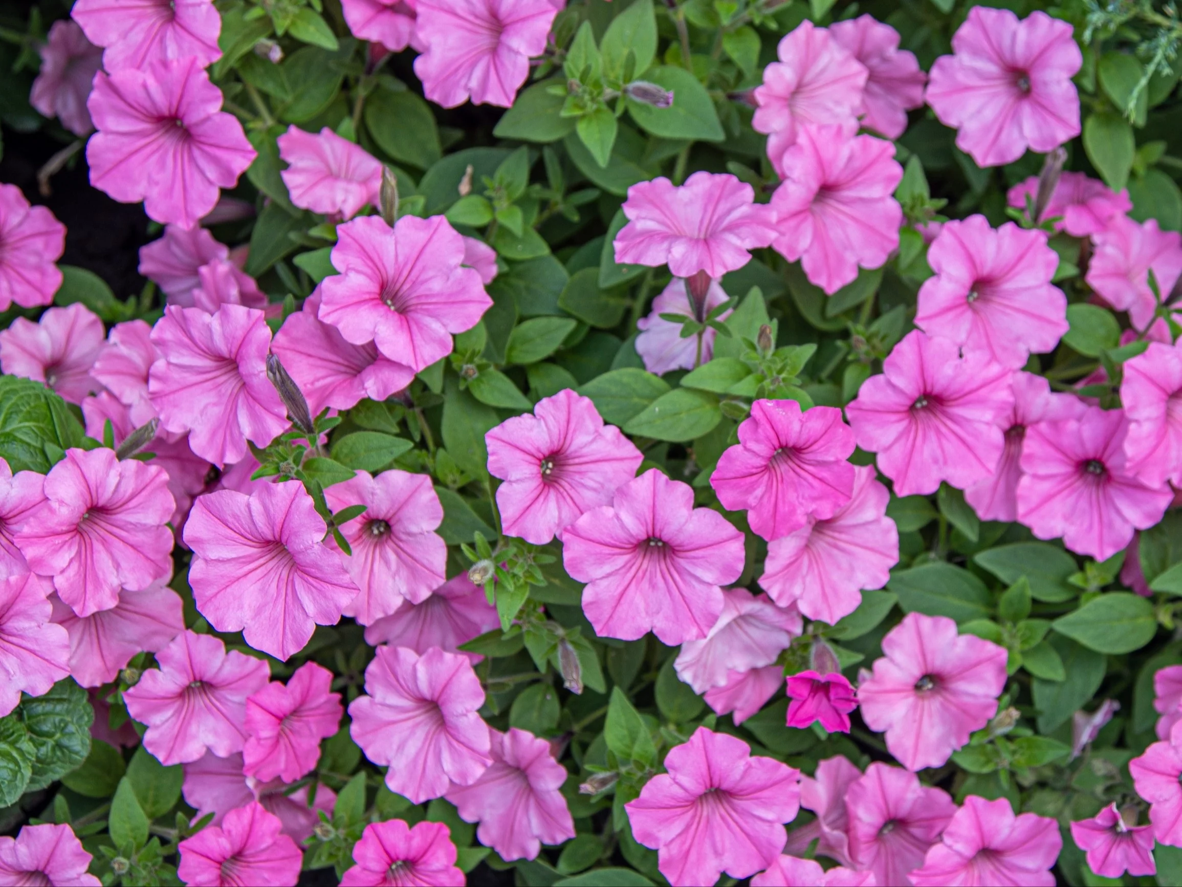 Supertunia Vista ‘Bubblegum’