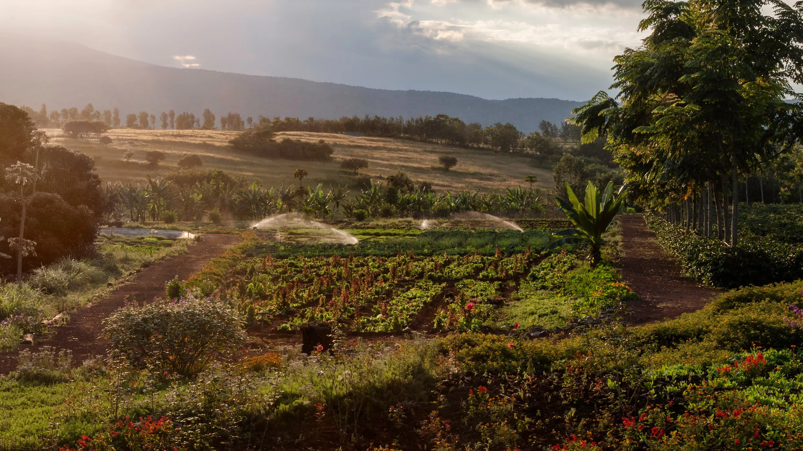 Plantacja w Tanzanii