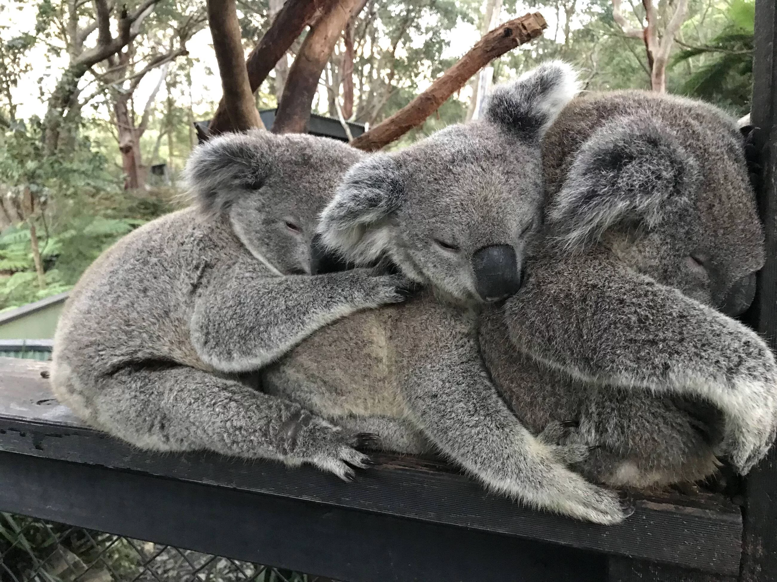 Misie koala