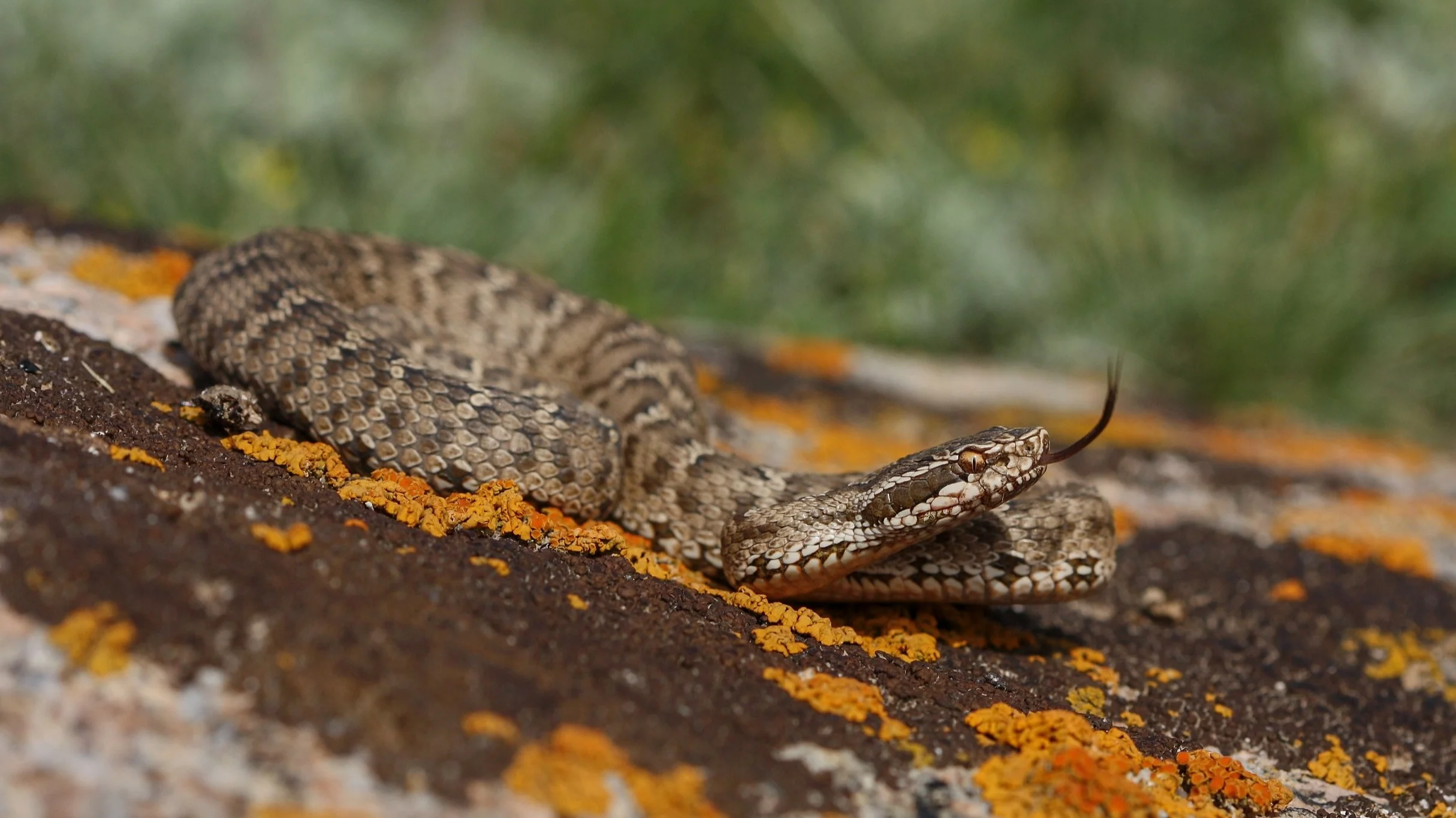 Lokalna wódka kluczem do bezcennego odkrycia. W butelkach odkryto tajemnicze stworzenia