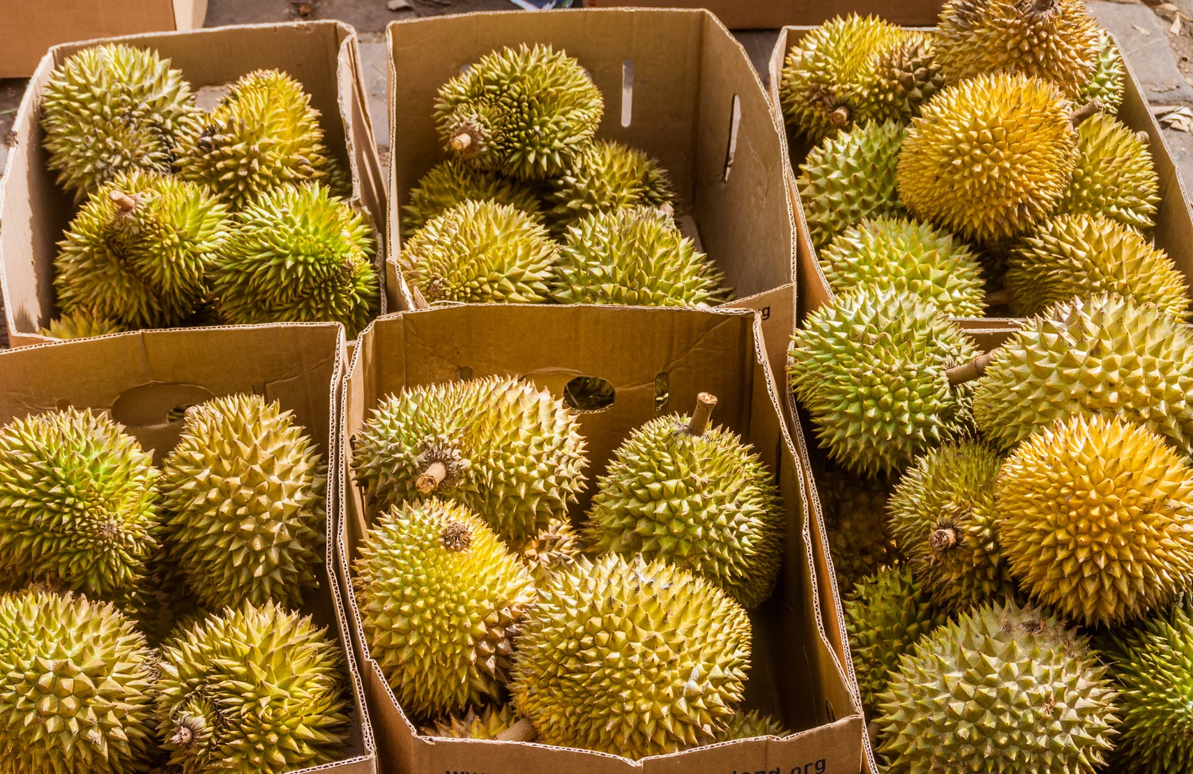 Durian