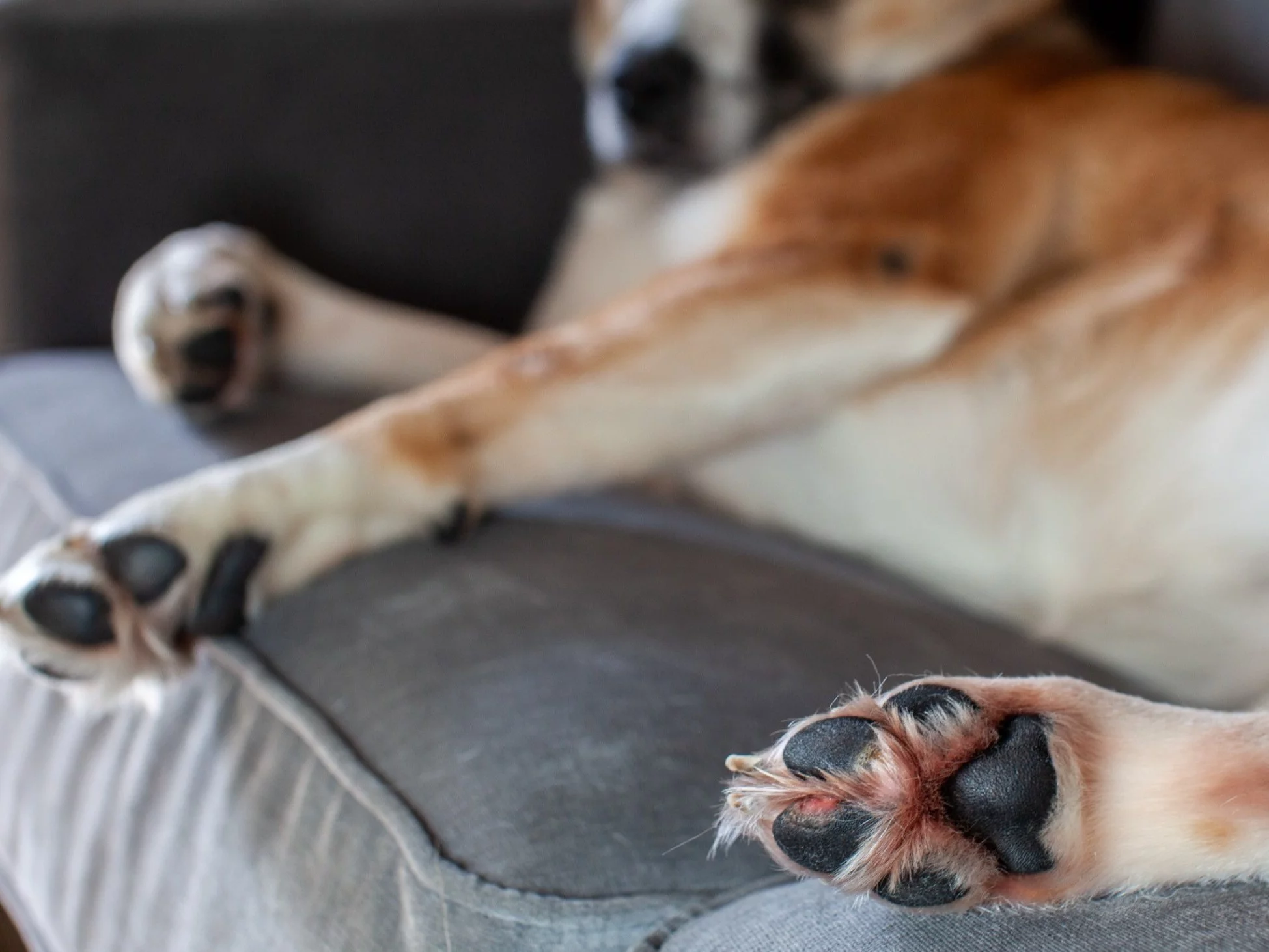 Pies, zdjęcie ilustracyjne