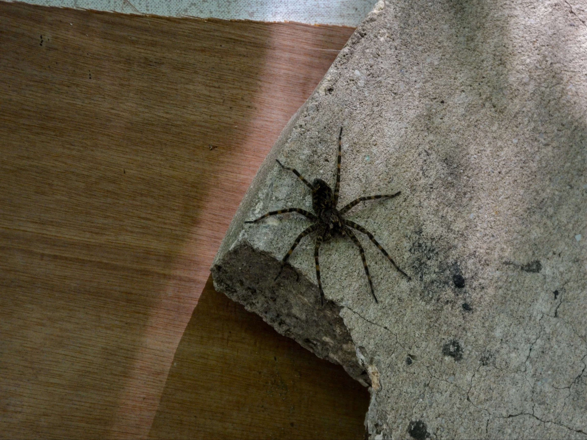 Pająk, zdjęcie ilustracyjne